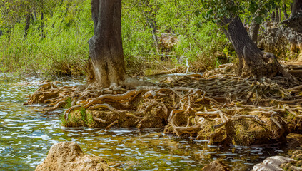 Fototapeta premium Krka Waterfalls National Park, Croatia: Exposed tree roots in shallow water and greenery