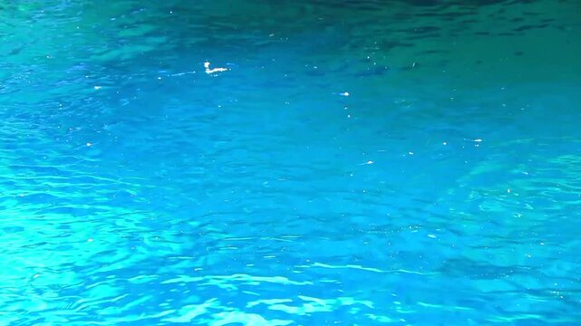 仁淀ブルーの清流とトンボ