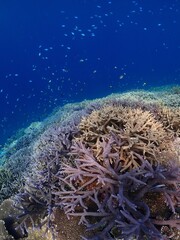 coral reef © 真美子 上村