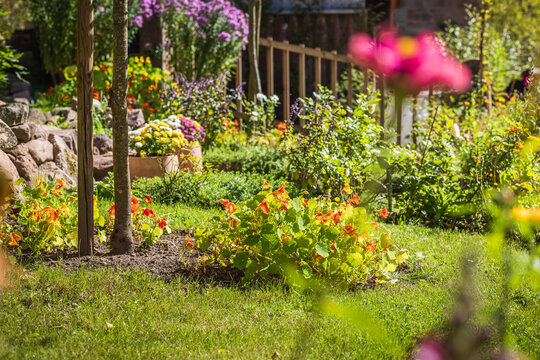 Rural garden with assorted plants and stone garden