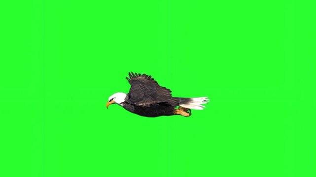 A high-quality animation of a bald eagle in mid-flight with realistic wing movements on a green screen.
