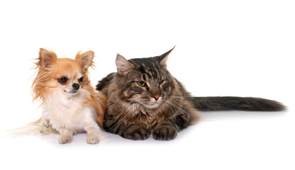 maine coon cat and chihuahua © cynoclub