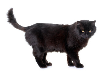 black cat in studio © cynoclub