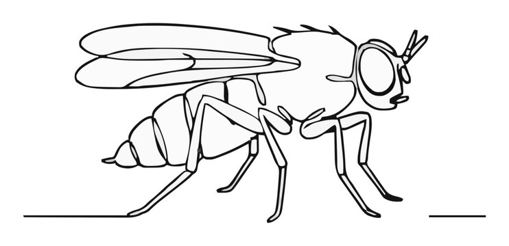 Minimalist Fruit Fly Line Art Vector Icon. Generative AI