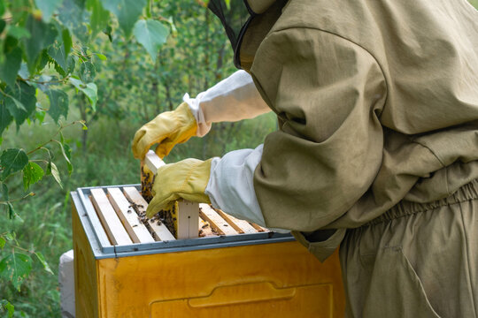 Removing frame, bees in beehive, careful brood management, beekeeper suit and gloves, apiary routine, honeycomb inspection, sustainable honey harvest, healthy colony.