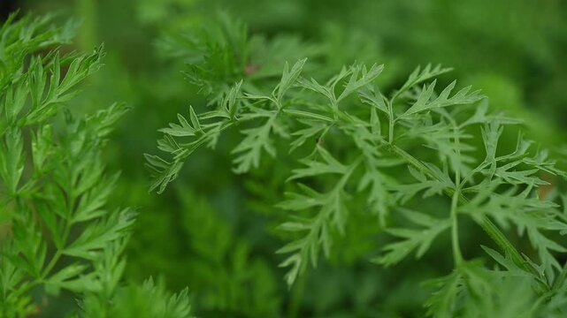Macro close up of bright green carrot leaves moving in a light wind with  fresh vibrant detail and natural motion