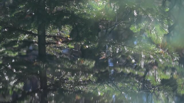Looking into a pond reflecting a green pine tree with gentle ripples distorting the mirror-like water surface