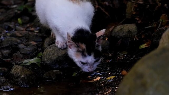 Calico kitten drinking water from a rocky natural stream