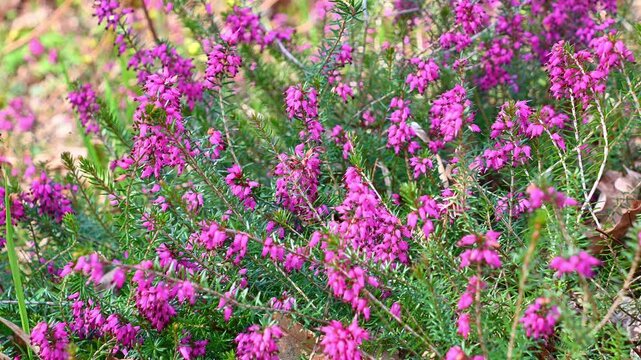 Pink flowers of Erica carnea, the winter heath bushes blooming on woodland ground with pink flowers