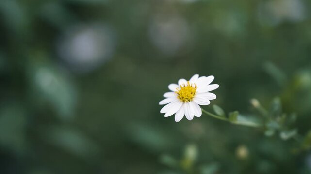 close-up daisy in bloom against a soft focus green background, nature-related projects, floral blogs, and spring-themed designs