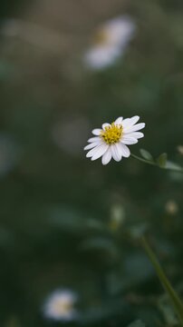 close-up single white daisy with a blurred green background, symbolizing simplicity and tranquility, nature-themed projects, wellness blogs, or calming decor