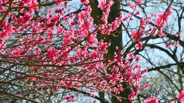 Pink blossoms swaying on tree branches in spring park. Prunus mume, Chinese plum