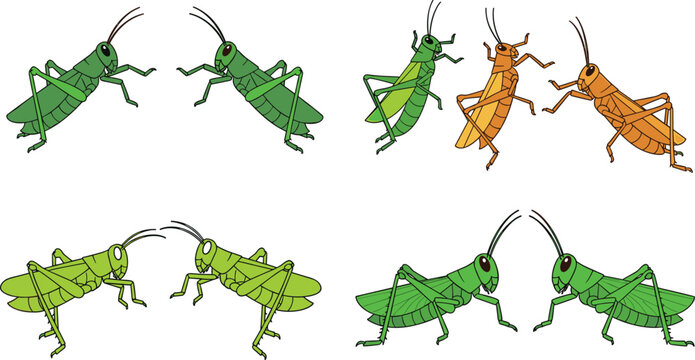 Grasshopper Insect Collection with Green and Brown Variations Different Poses Jumping Crawling and Facing Positions Nature Wildlife Vector Illustration Set