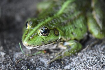 Obraz premium Green frog face close up
