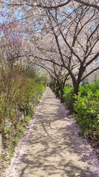 Spring landscape of Seongnaecheon stream embankment path in Jamsil Seoul with cherry blossoms and forsythia