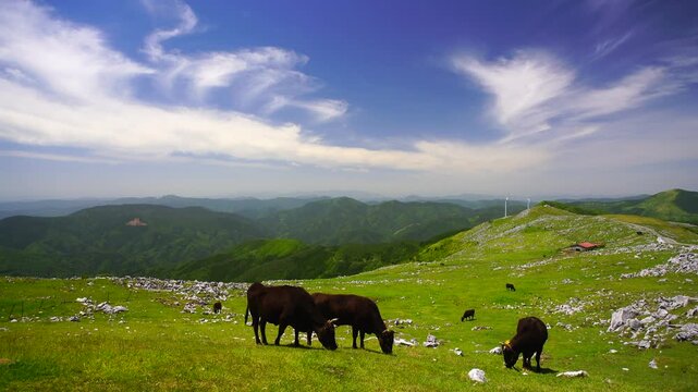 黒毛和牛と五段高原の石灰岩群と風力発電の風車