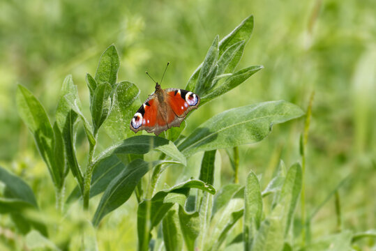 European peacock butterfly (Aglais io) sitting on green plant in Zurich, Switzerland