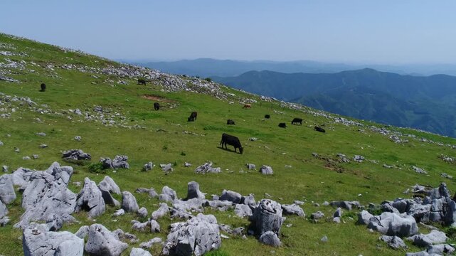 ジャージー種と黒毛和牛と石灰岩群と鈴が森などの山並み
