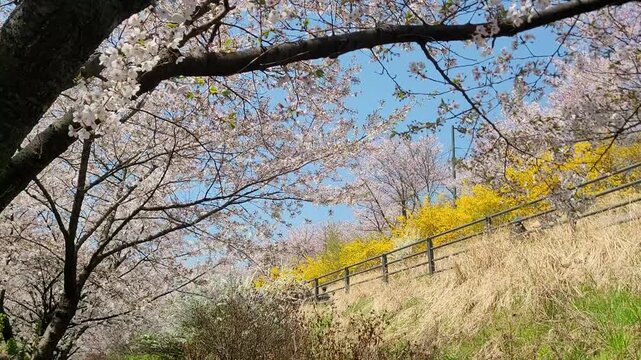 Spring landscape of Seongnaecheon stream embankment path in Jamsil Seoul with cherry blossoms and forsythia