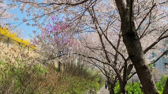 Spring landscape of Seongnaecheon stream embankment path in Jamsil Seoul with cherry blossoms and forsythia
