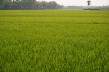 Obraz premium Lush Green Rice Field with Palm Tree