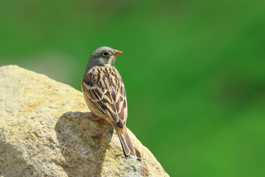 Picture of a ortolan bunting finch (Emberiza hortulana) perched on a rock.