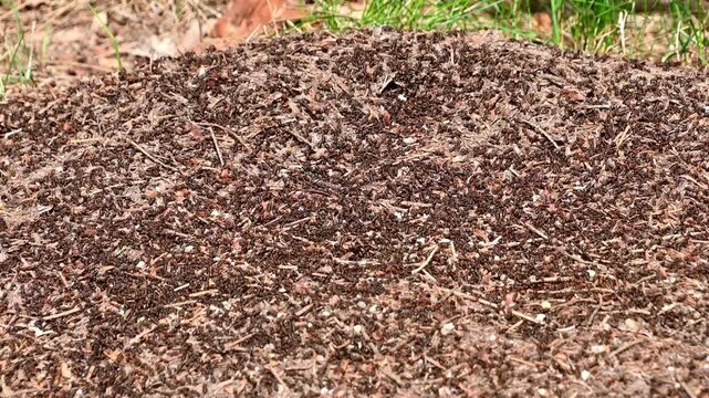 Ant colony swarming across forest floor anthill at grassy edge