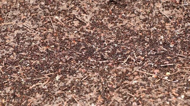 Ant colony crawling and foraging across forest ground mulch leaf litter
