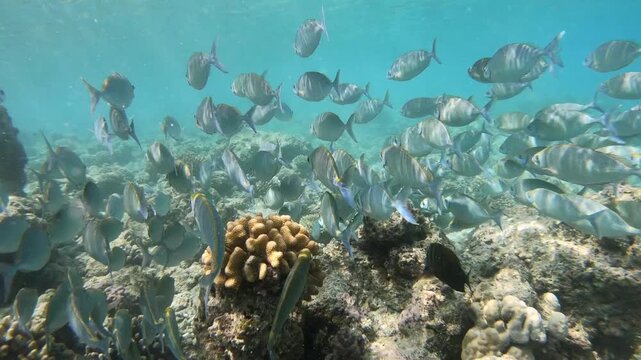 The lunar fusilier (Caesio lunaris), also known as the blue fusilier or moon fusilier, is a species of marine ray-finned fish, a fusilier belonging to the family Caesionidae.