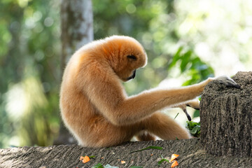 Fototapeta premium A yellow-cheeked gibbon in the a forest. Gibbon's mother. A cute primate with long legs in the Asian rainforest. 