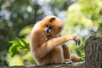 Fototapeta premium A yellow-cheeked gibbon in the a forest. Gibbon's mother. A cute primate with long legs in the Asian rainforest. 