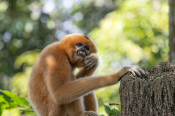 Fototapeta premium A yellow-cheeked gibbon in the a forest. Gibbon's mother. A cute primate with long legs in the Asian rainforest. 