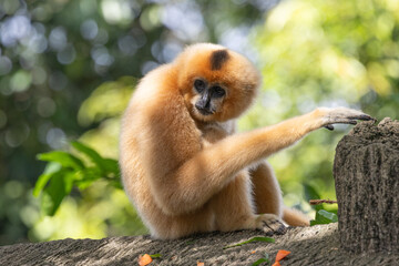 Fototapeta premium A yellow-cheeked gibbon in the a forest. Gibbon's mother. A cute primate with long legs in the Asian rainforest. 