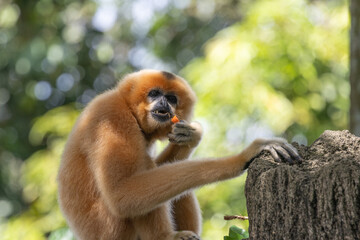 Fototapeta premium A yellow-cheeked gibbon in the a forest. Gibbon's mother. A cute primate with long legs in the Asian rainforest. 