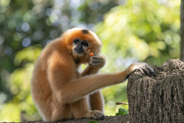 Fototapeta premium A yellow-cheeked gibbon in the a forest. Gibbon's mother. A cute primate with long legs in the Asian rainforest. 