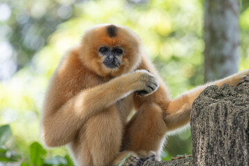 Fototapeta premium A yellow-cheeked gibbon in the a forest. Gibbon's mother. A cute primate with long legs in the Asian rainforest. 