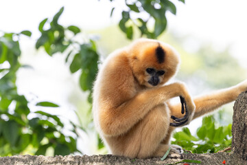 Fototapeta premium A yellow-cheeked gibbon in the a forest. Gibbon's mother. A cute primate with long legs in the Asian rainforest. 