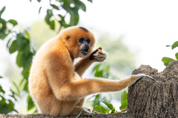 Fototapeta premium A yellow-cheeked gibbon in the a forest. Gibbon's mother. A cute primate with long legs in the Asian rainforest. 