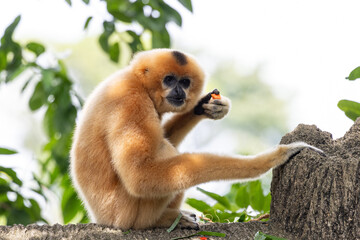 Fototapeta premium A yellow-cheeked gibbon in the a forest. Gibbon's mother. A cute primate with long legs in the Asian rainforest. 