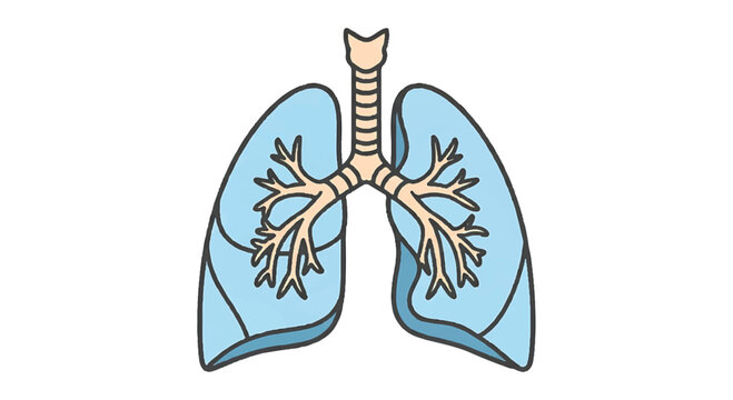 Human lungs anatomy vector illustration with bronchial illustration detailed