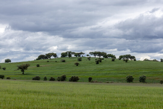 Green rolling hills with cork oak trees under cloudy sky in alentejo