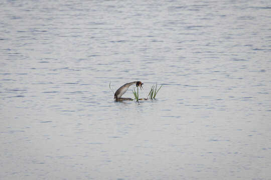Couple de Gr&egrave;bes hupp&eacute;s en accouplement sur lac, sc&egrave;ne minimaliste lumineuse