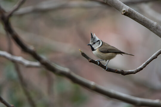 M&eacute;sange hupp&eacute;e de profil sur branche de figuier en hiver