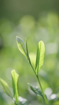 茶葉　茶畑　縦動画