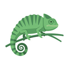 Naklejka premium Chameleon perched gripping branch on plain white background
