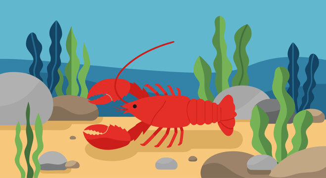 Red lobster crawling along sandy sea floor and rocks