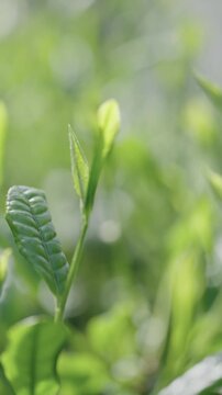 茶葉　茶畑　縦動画