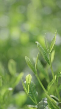 茶葉　茶畑　縦動画
