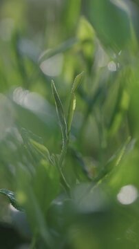 茶葉　茶畑　縦動画