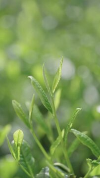 茶葉　茶畑　縦動画